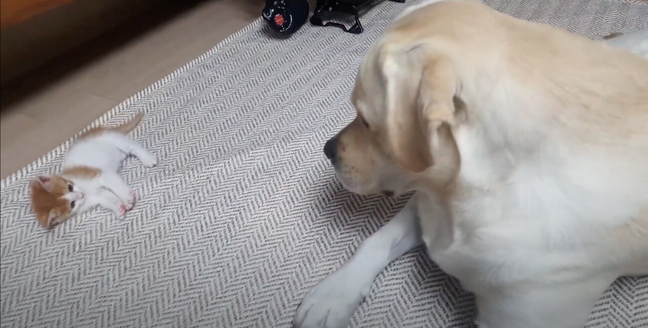 ラブラドールレトリーバー,動画