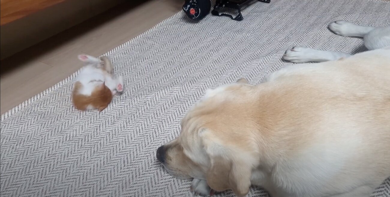 ラブラドールレトリーバー,動画