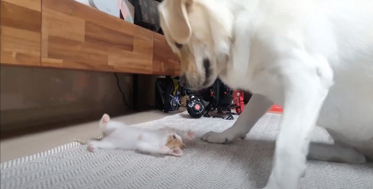 ラブラドールレトリーバー,動画