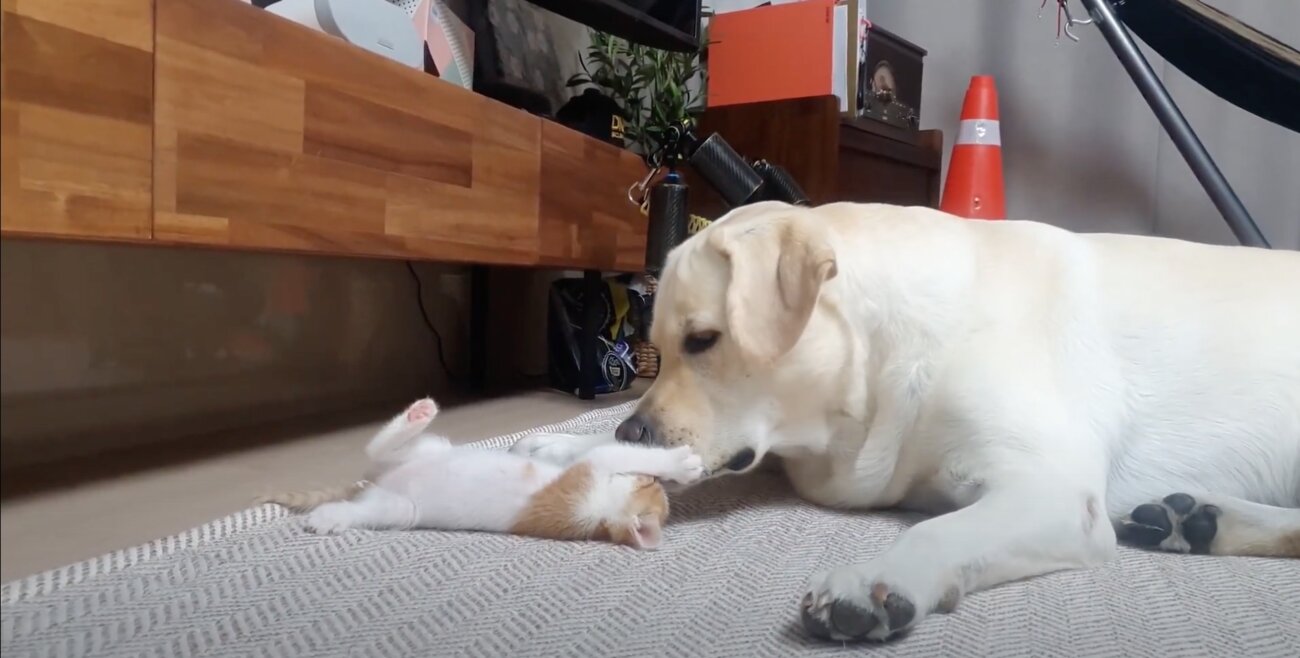 ラブラドールレトリーバー,動画