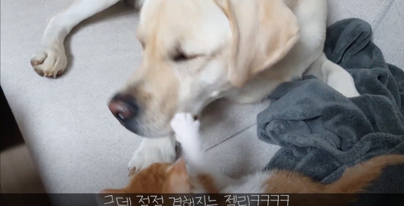 ラブラドールレトリーバー,動画