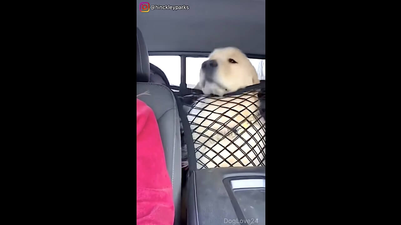 ゴールデンレトリーバー,動画