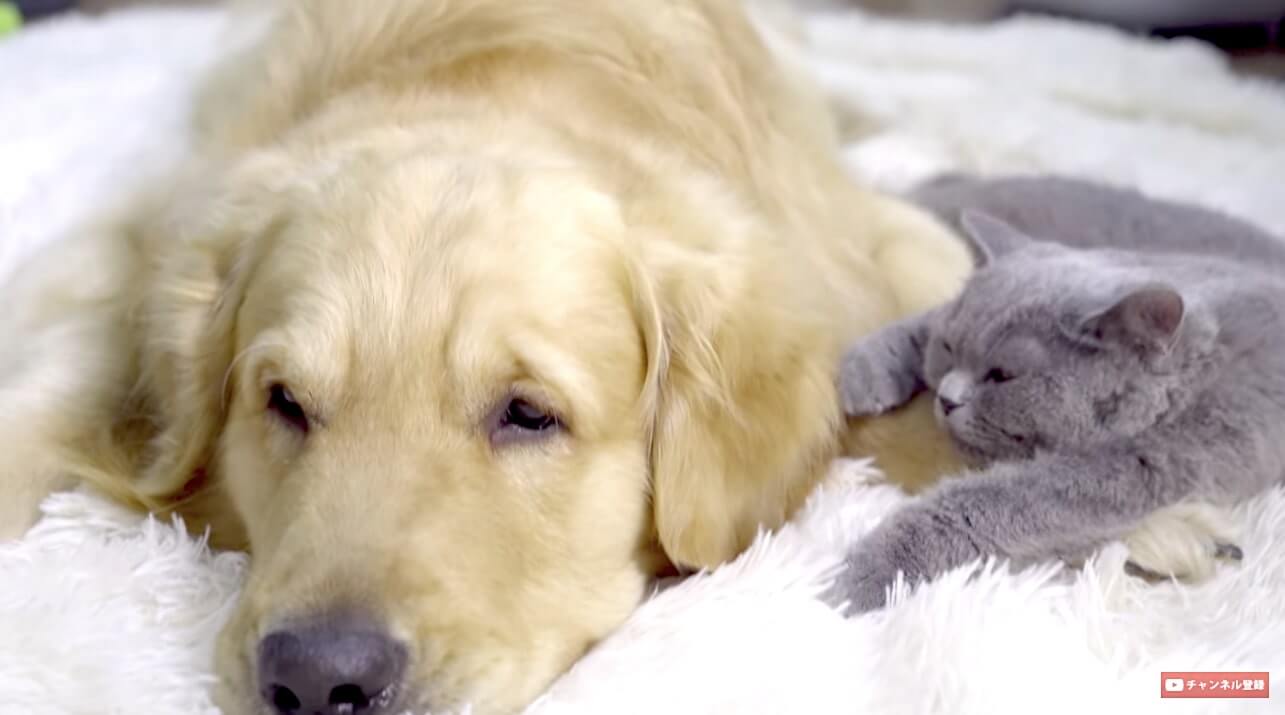 ゴールデンレトリーバー,動画