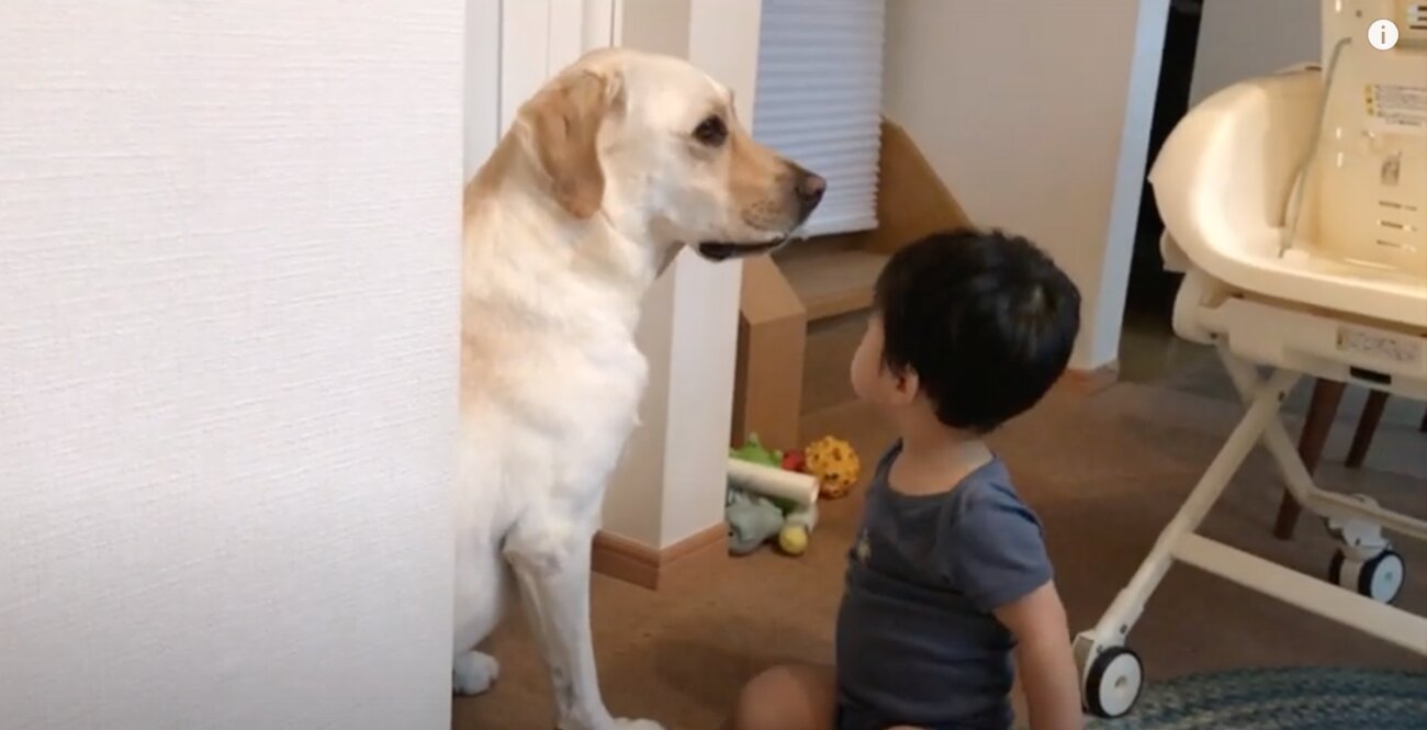 ラブラドールレトリーバー,動画