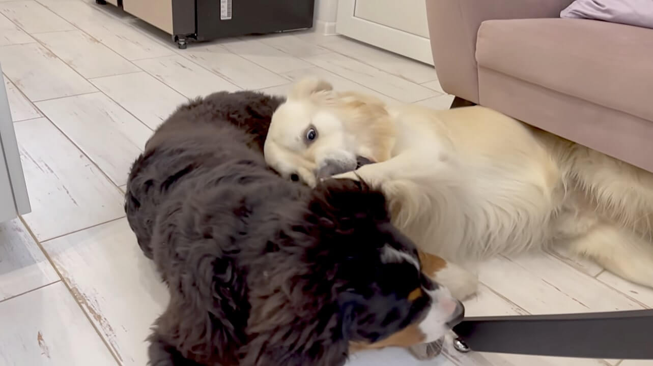 ゴールデンレトリーバー,動画