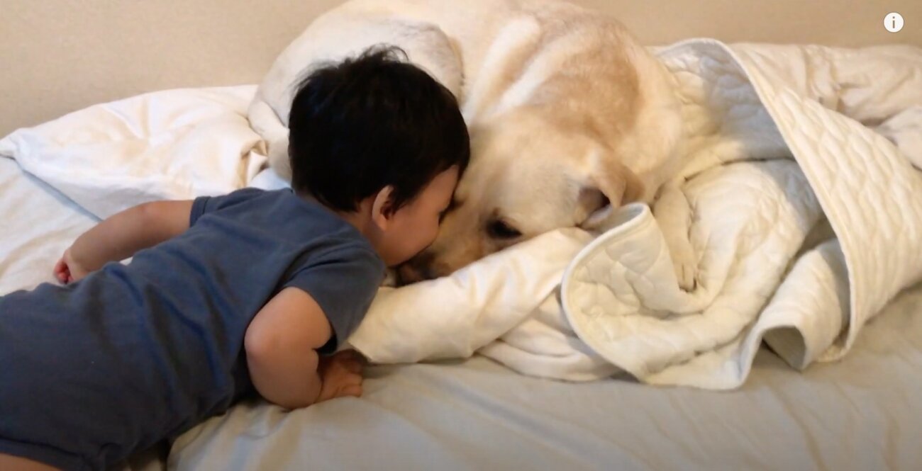 ラブラドールレトリーバー,動画