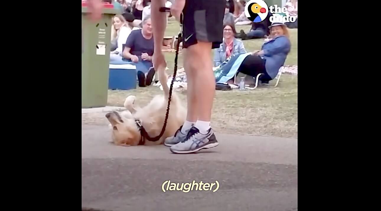 ゴールデンレトリーバー,動画