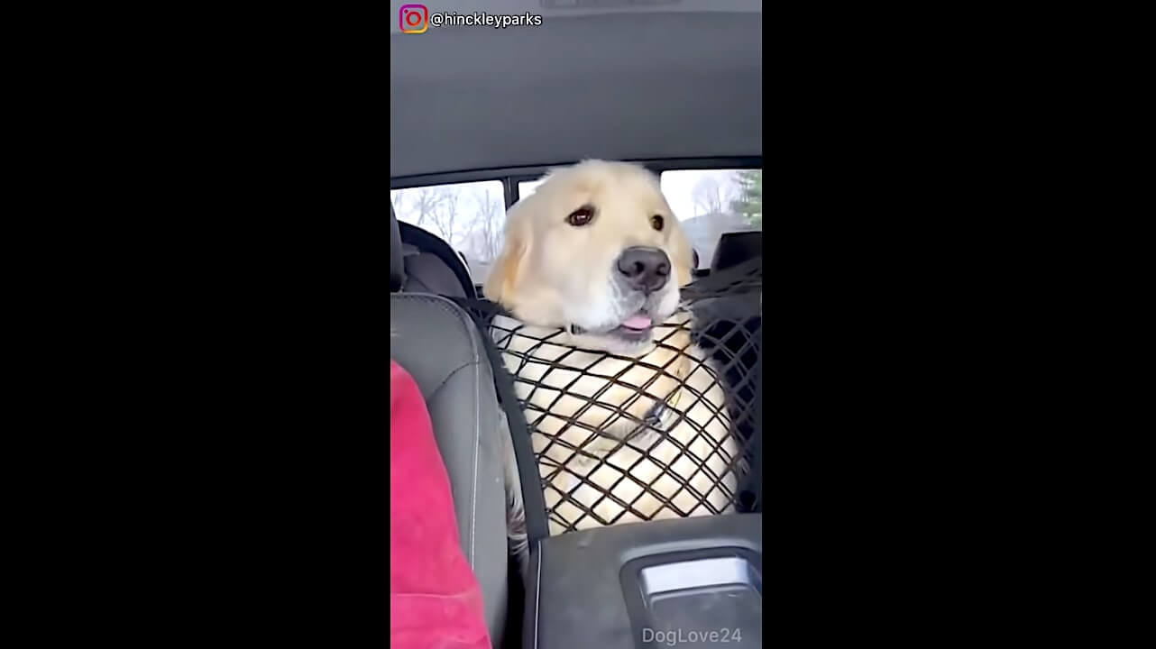 ゴールデンレトリーバー,動画