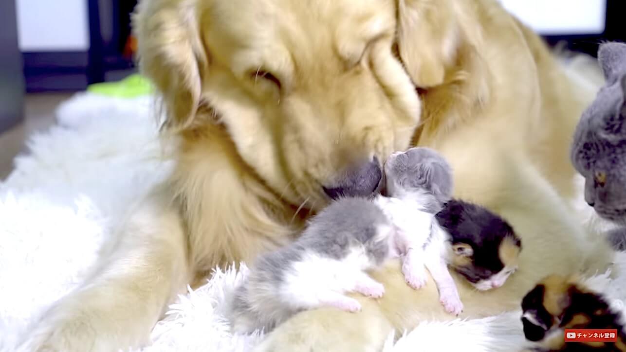 ゴールデンレトリーバー,動画