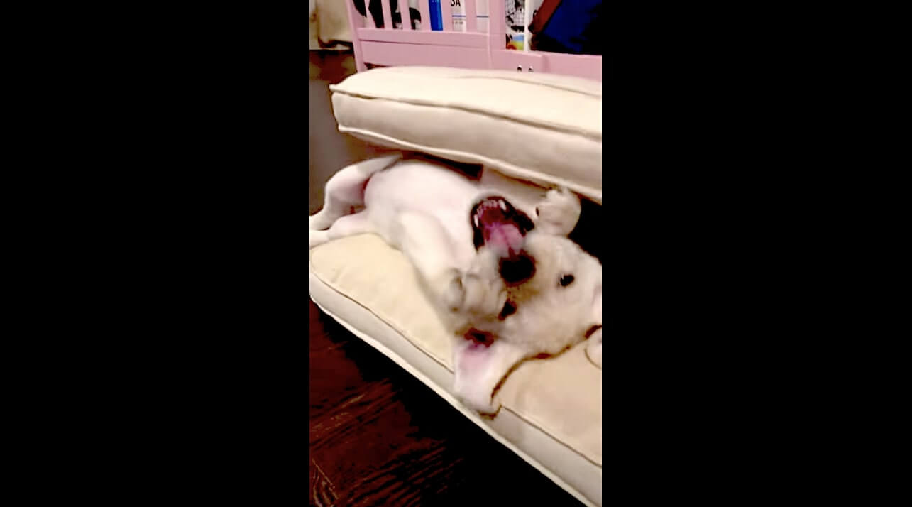 ラブラドールレトリーバー,動画