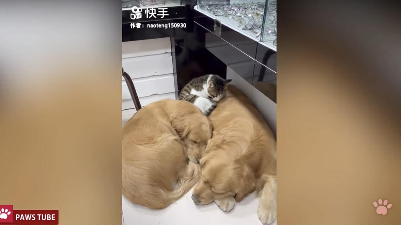 ゴールデンレトリーバー,動画