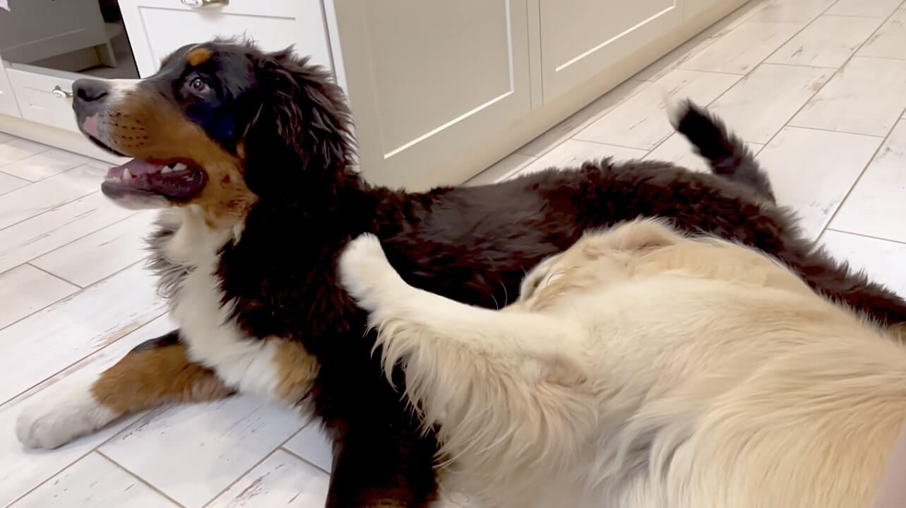 ゴールデンレトリーバー,動画