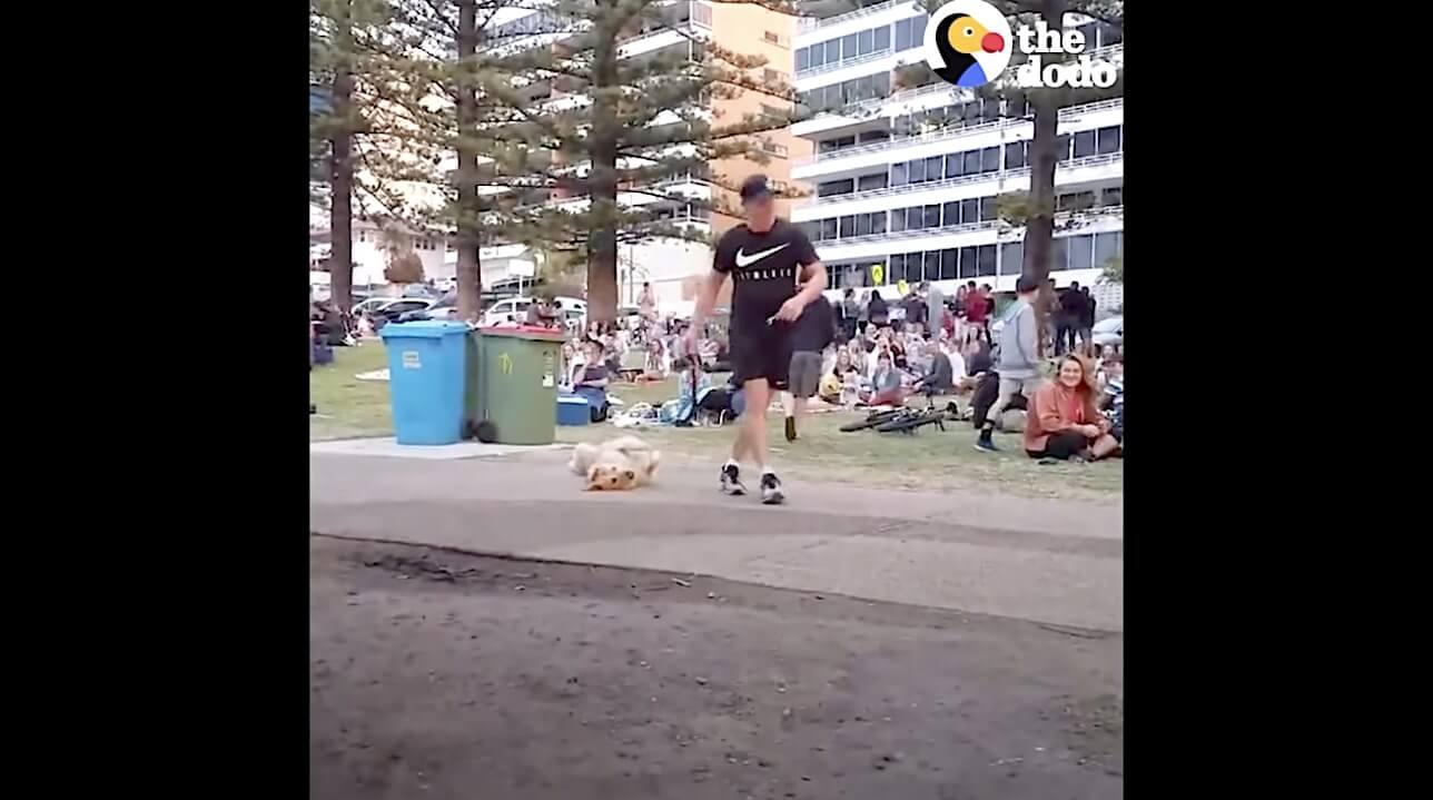 ゴールデンレトリーバー,動画