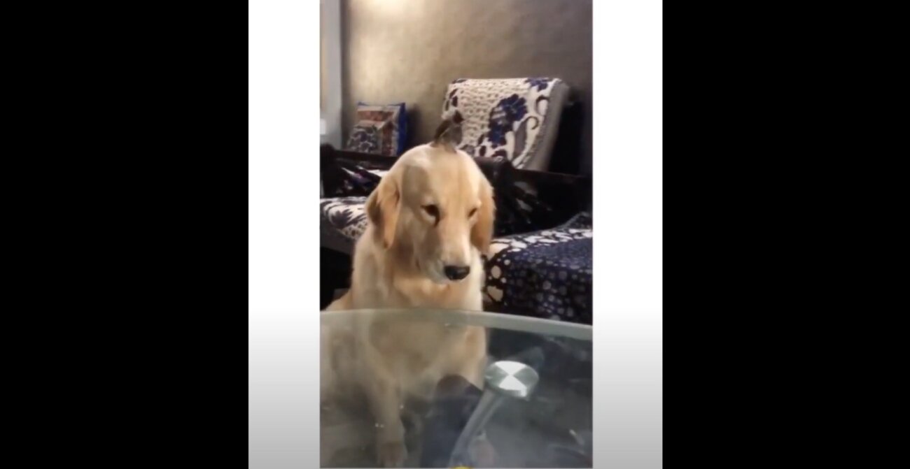 ゴールデンレトリーバー,動画