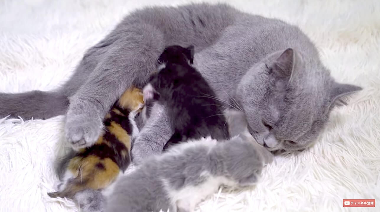 ゴールデンレトリーバー,動画