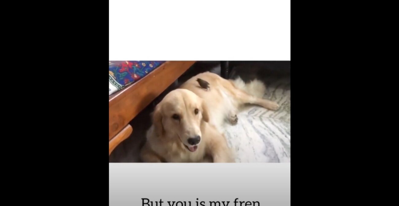 ゴールデンレトリーバー,動画