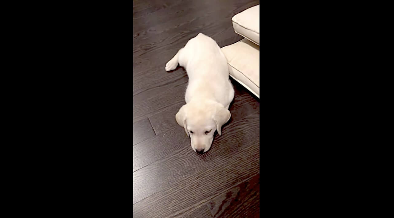 ラブラドールレトリーバー,動画