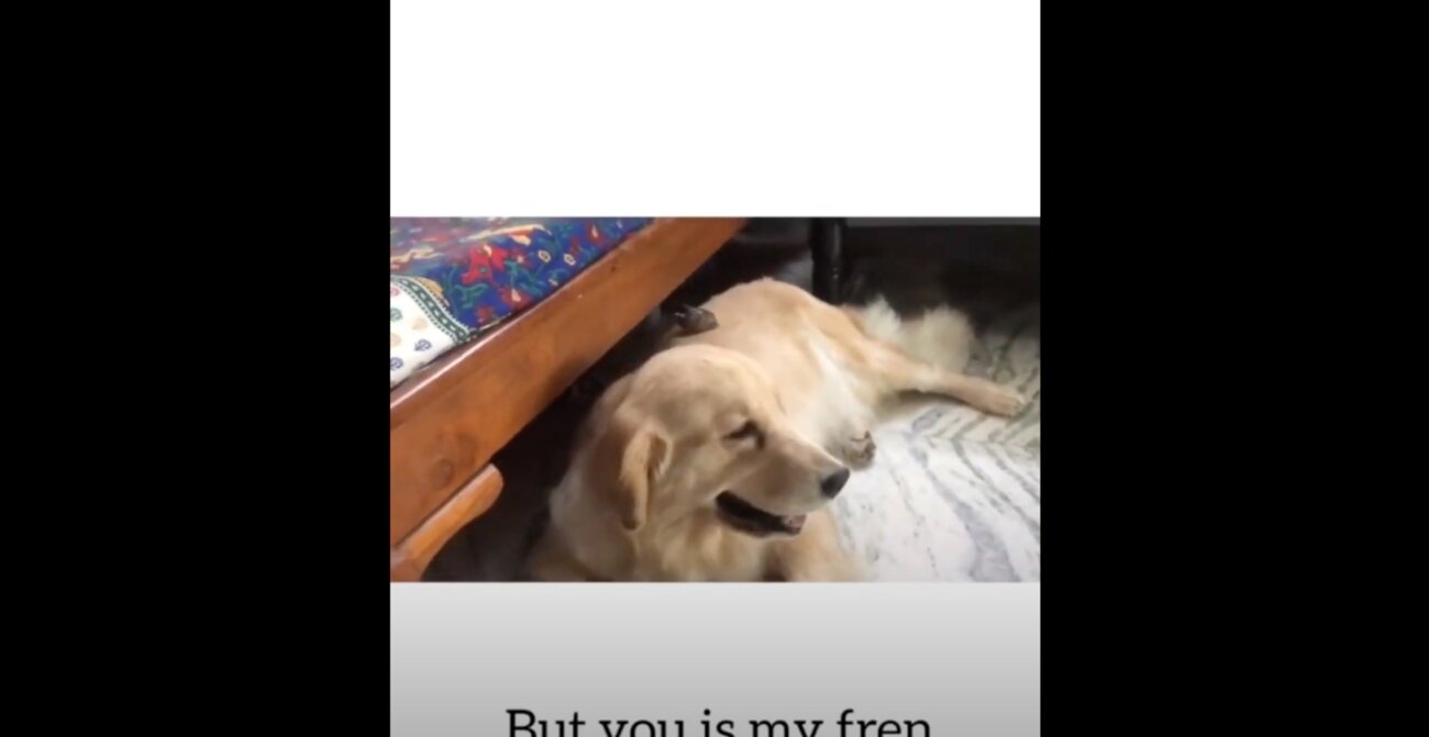 ゴールデンレトリーバー,動画