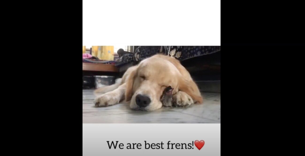 ゴールデンレトリーバー,動画