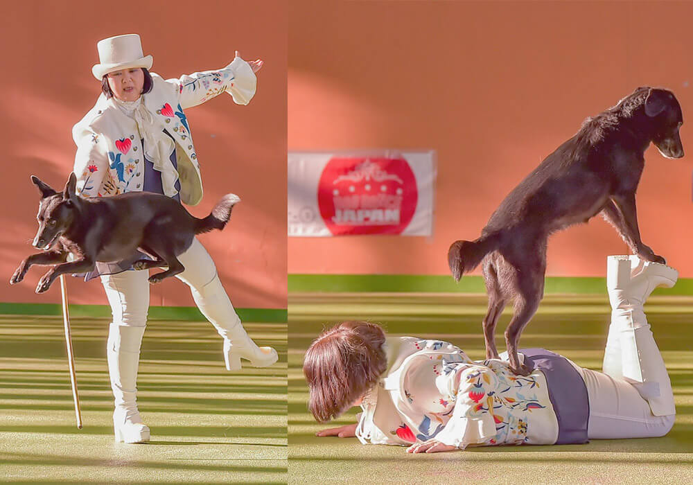 ラブラドールレトリーバー,ドッグダンス