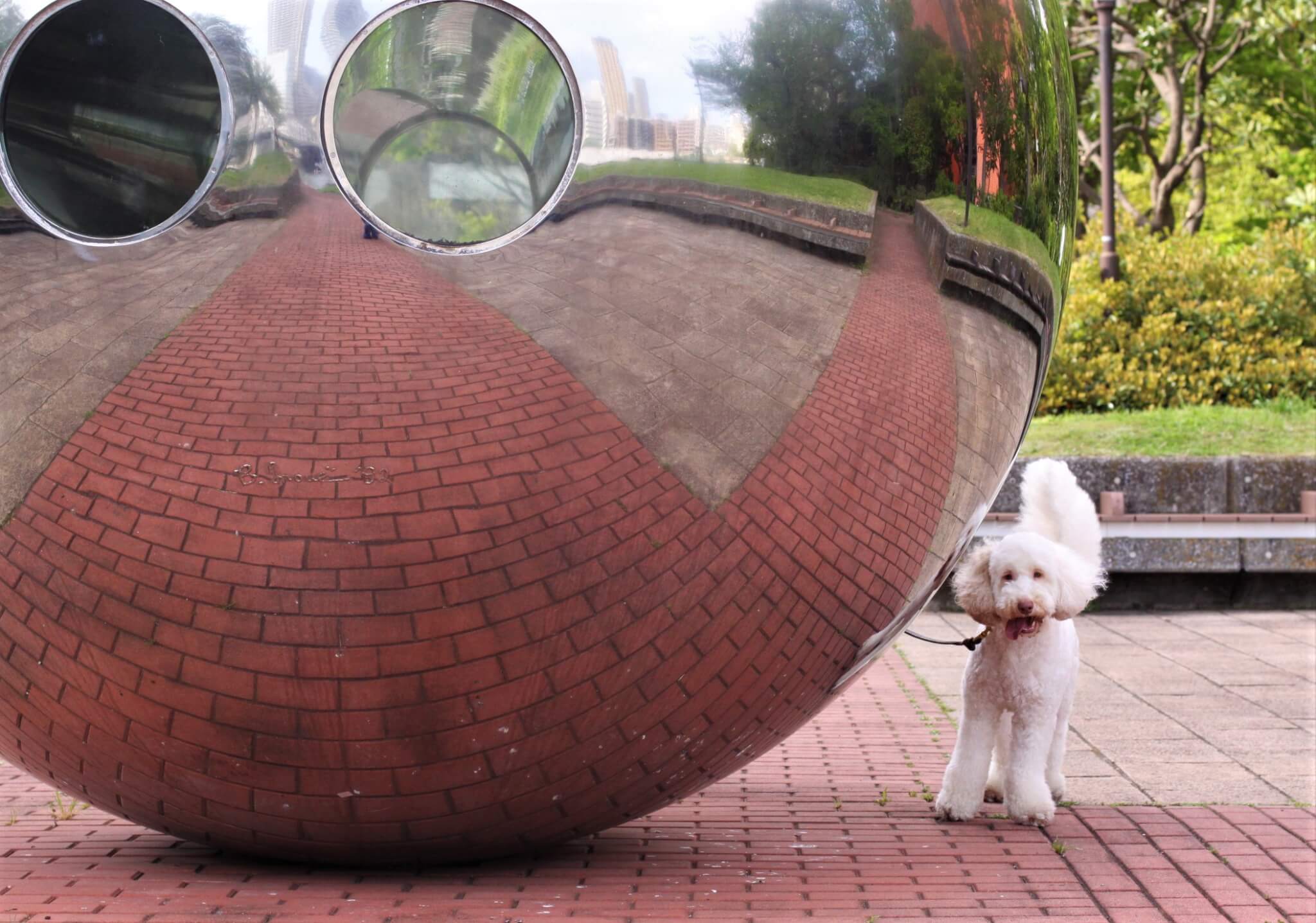 ゴルの魅力,ラブの引力,育犬,多頭飼い