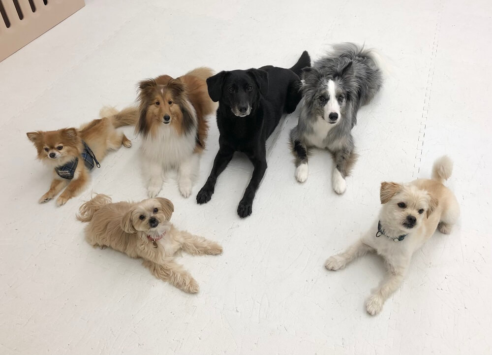 ラブラドールレトリーバー,ドッグダンス