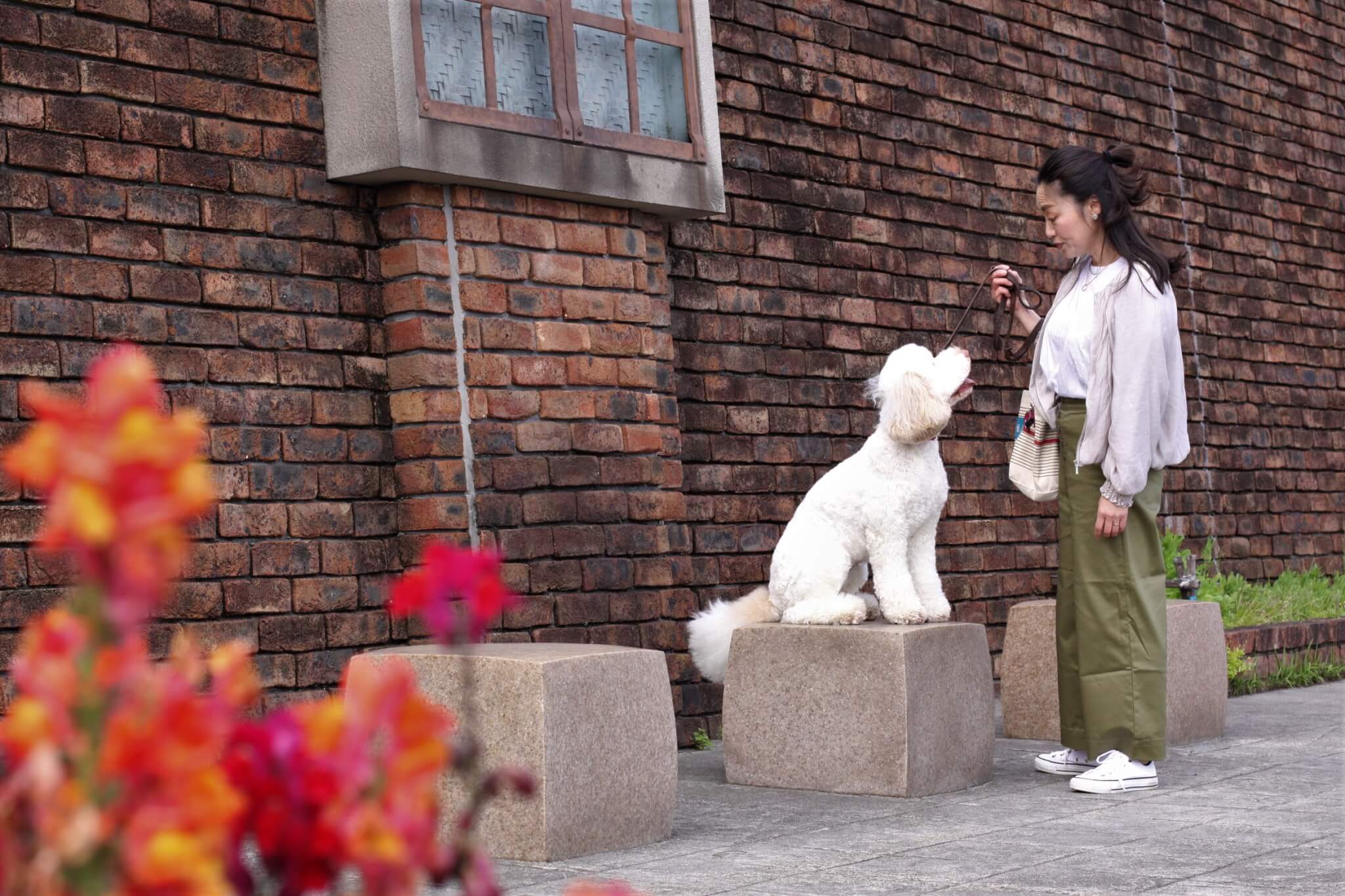 ゴルの魅力,ラブの引力,育犬,多頭飼い