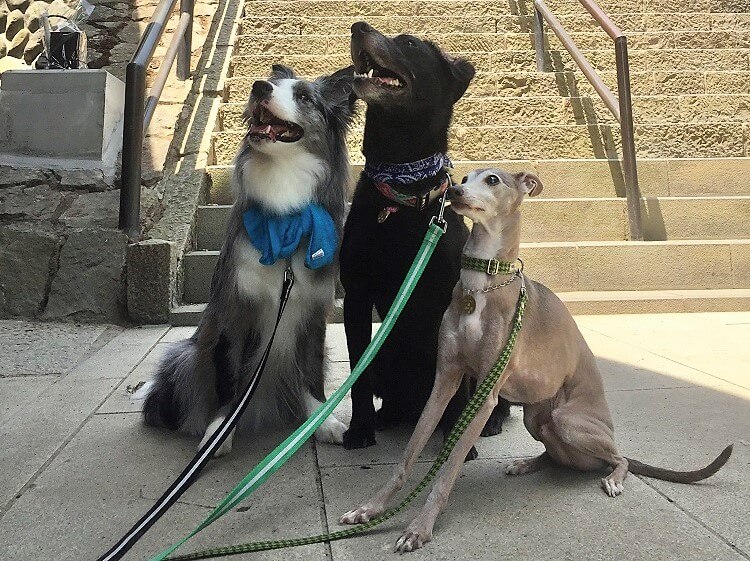 ラブラドールレトリーバー,ドッグダンス