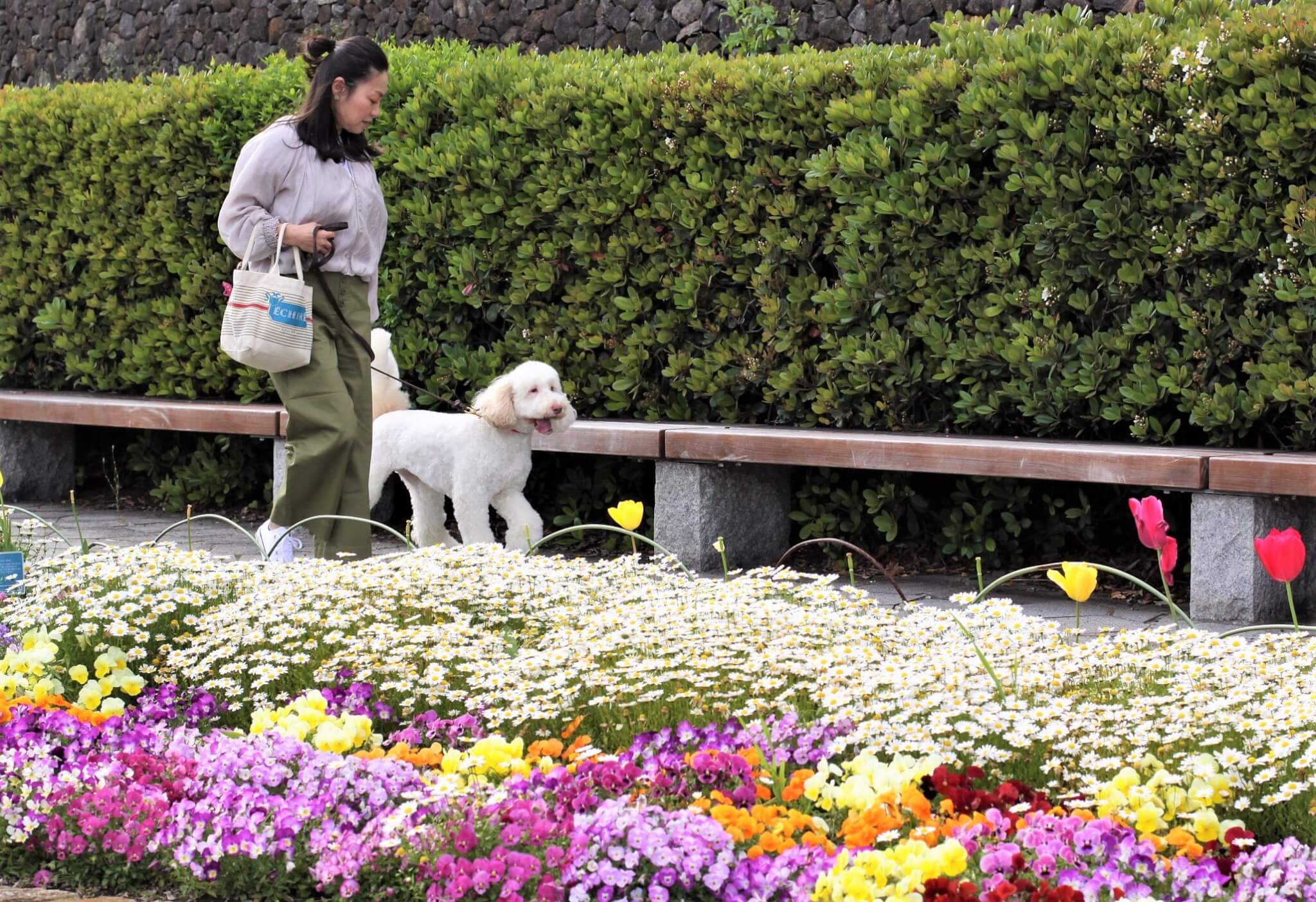 ゴルの魅力,ラブの引力,育犬,多頭飼い