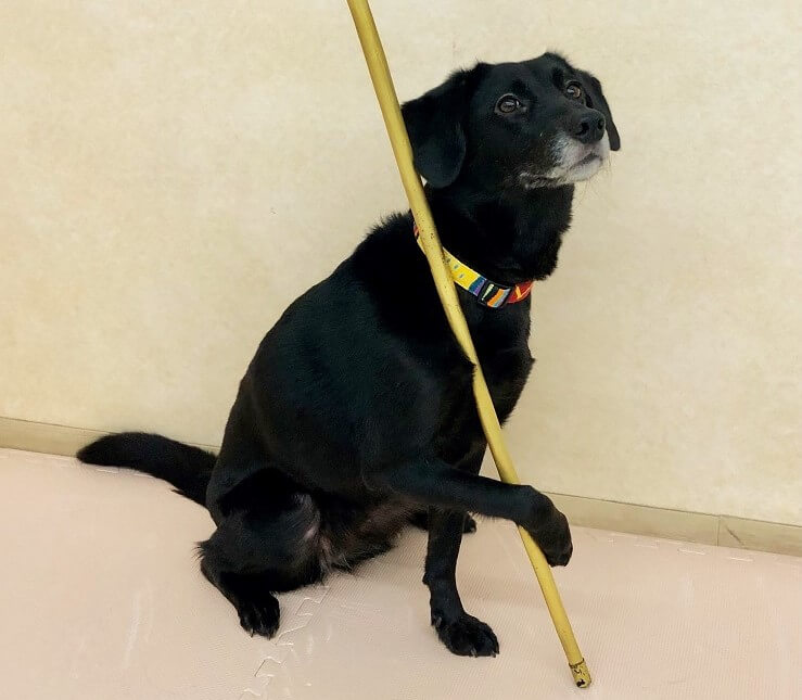 ラブラドールレトリーバー,ドッグダンス