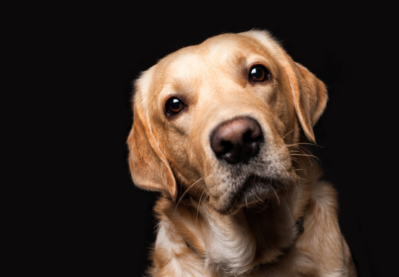 レトリーバー,フード,オリジン