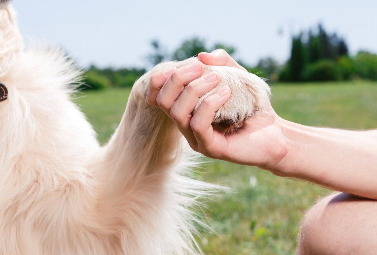 レトリーバー,フード,オリジン