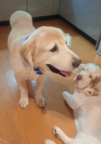 ゴルの魅力,ラブの引力,育犬,多頭飼い