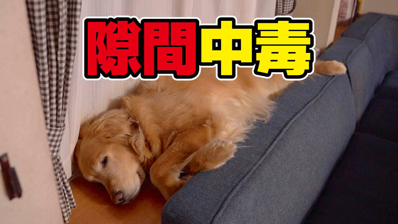 レトリーバー,イッヌドットライフ