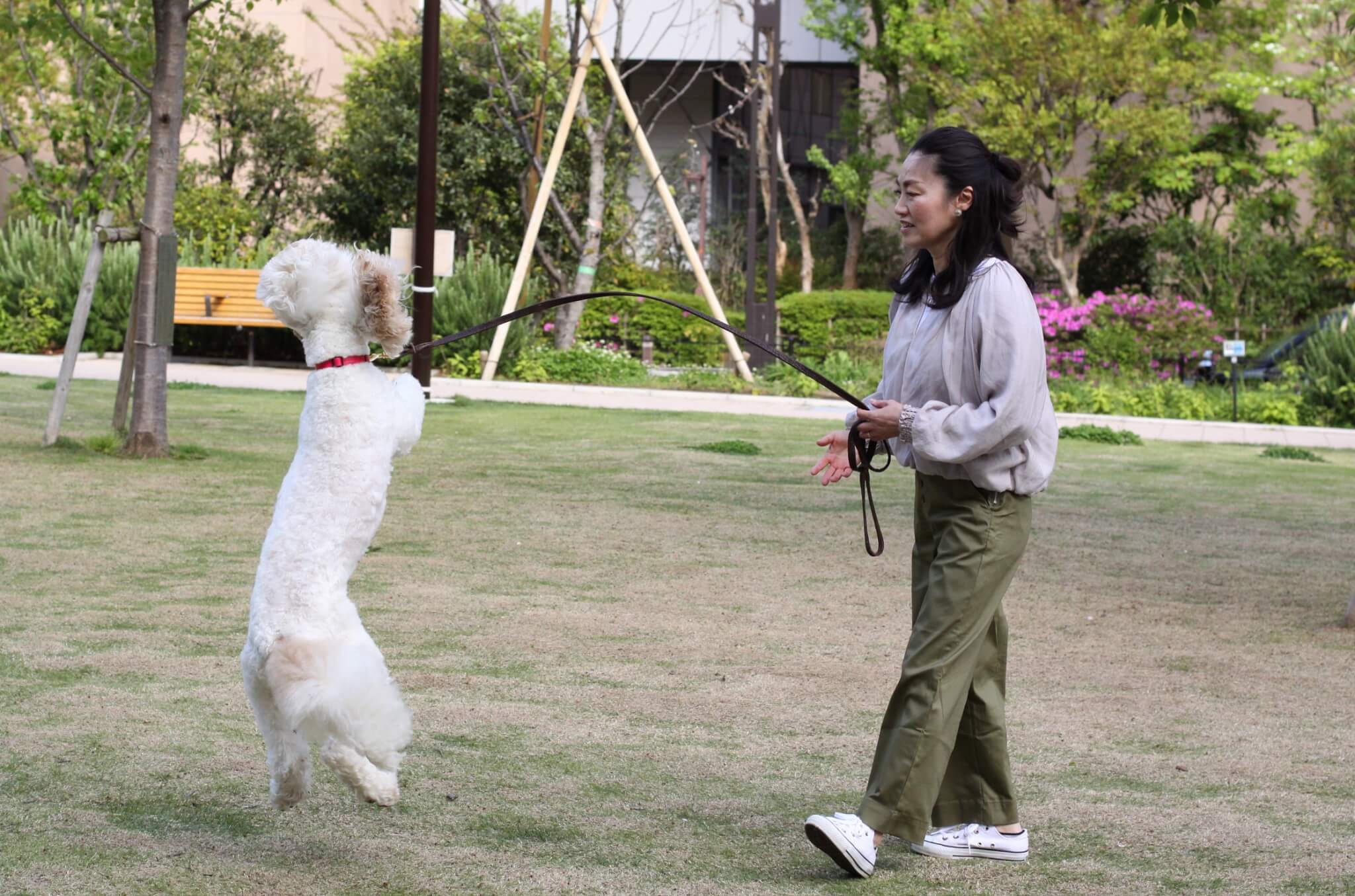 ゴルの魅力,ラブの引力,育犬,多頭飼い