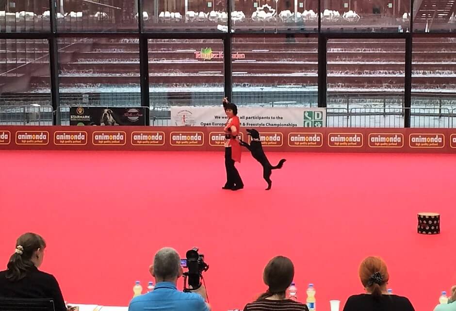 ラブラドールレトリーバー,ドッグダンス