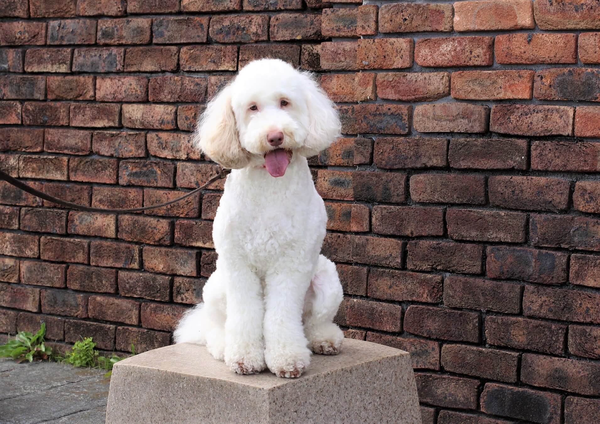 ゴルの魅力,ラブの引力,育犬,多頭飼い