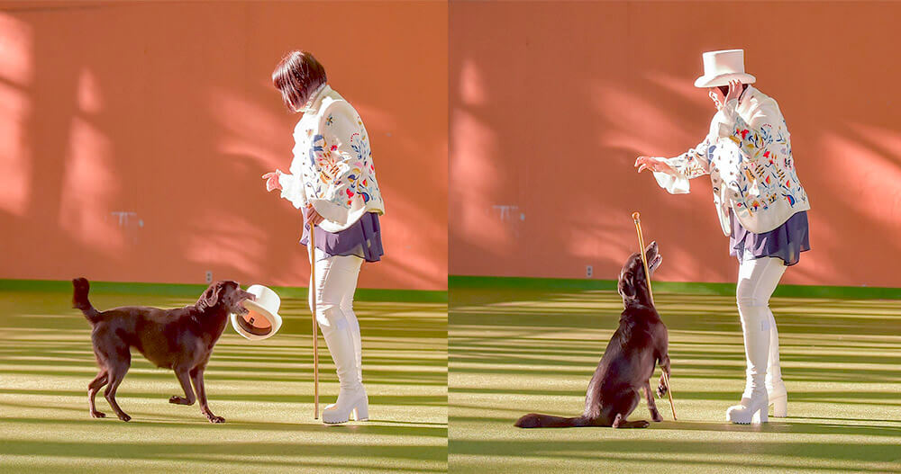 ラブラドールレトリーバー,ドッグダンス