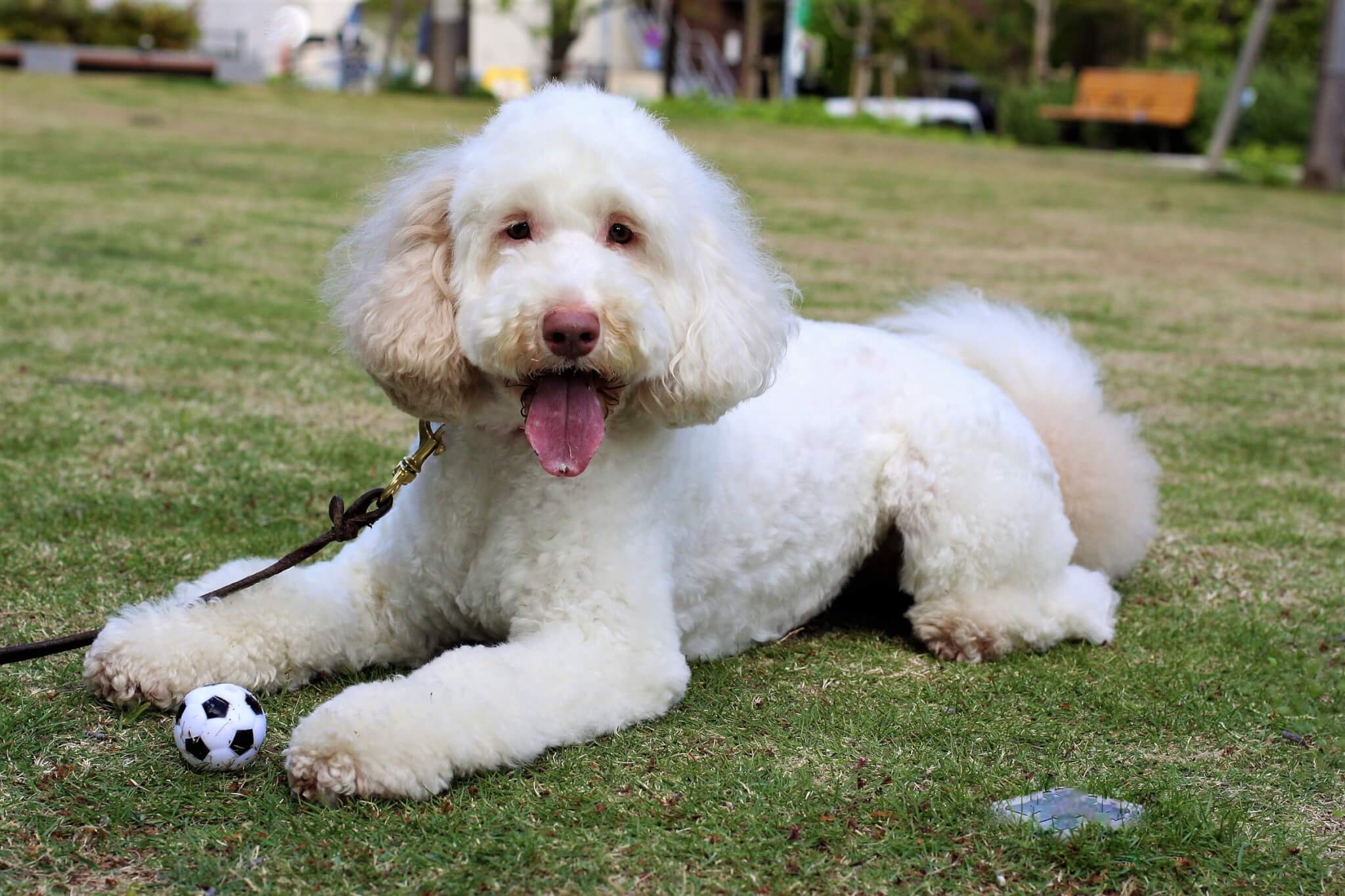 ゴルの魅力,ラブの引力,育犬,多頭飼い