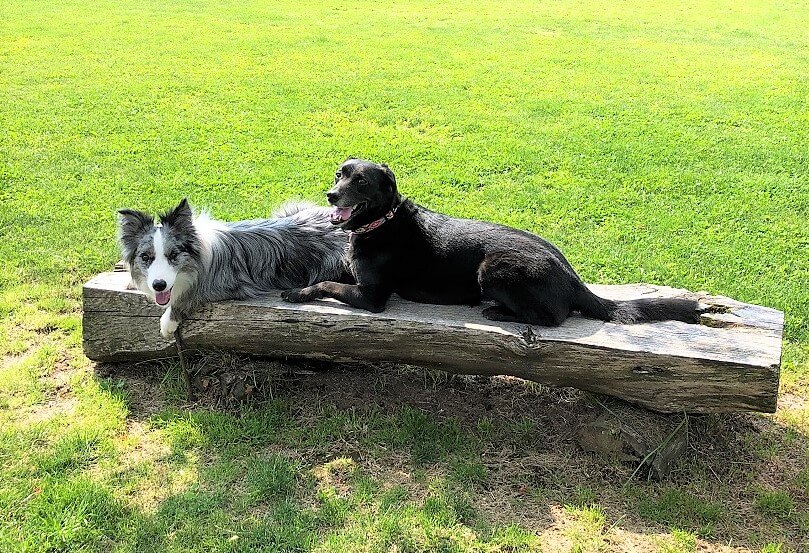 ラブラドールレトリーバー,ドッグダンス