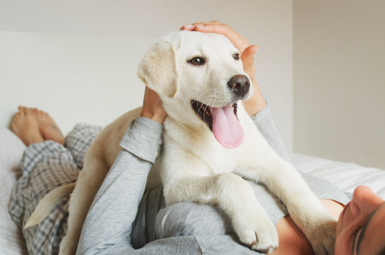 レトリーバー,パナソニック,ジアイーノ