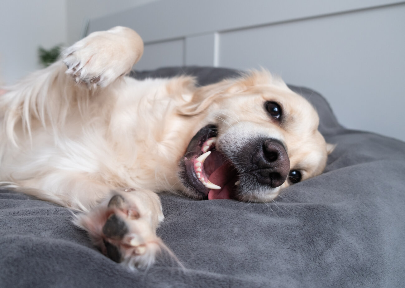 レトリーバー,パナソニック,ジアイーノ