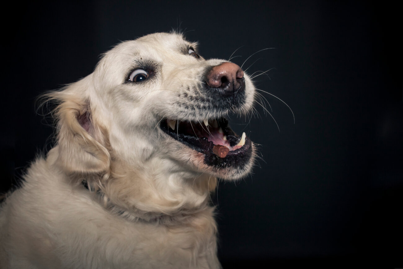 レトリーバー,フード,オリジン