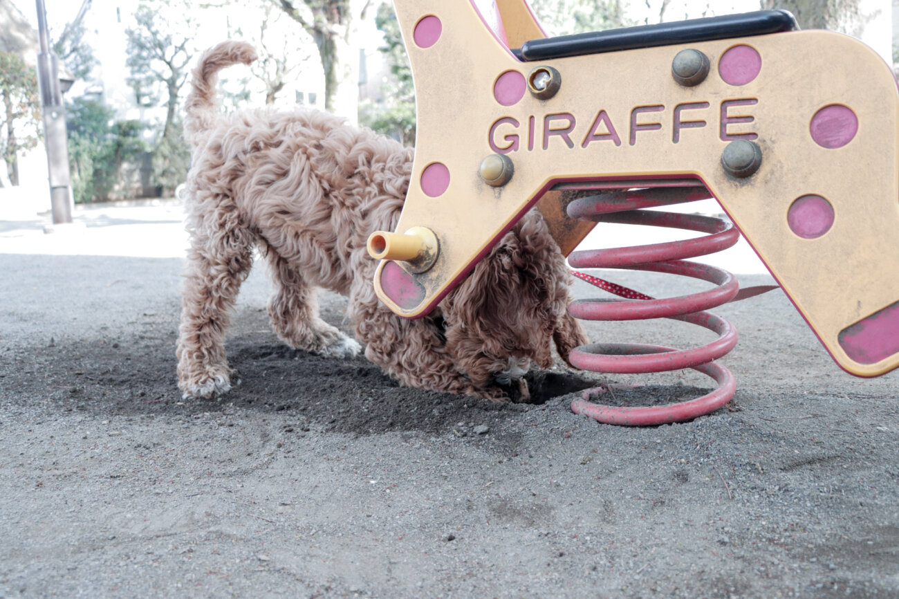 ラブラドゥードル,りなりー,TikTok