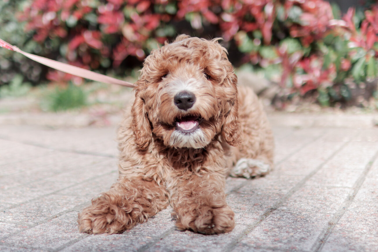 ラブラドゥードル,りなりー,TikTok