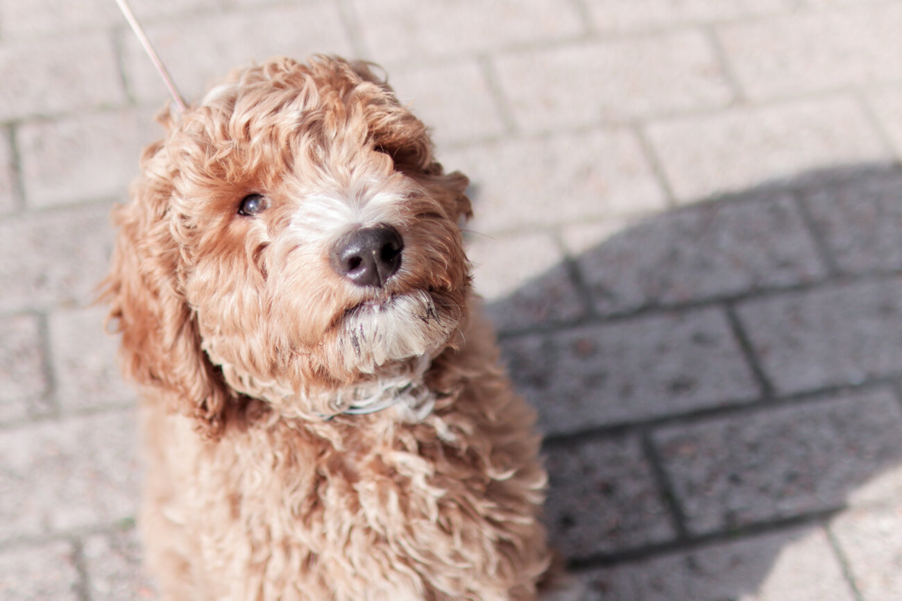 ラブラドゥードル,りなりー