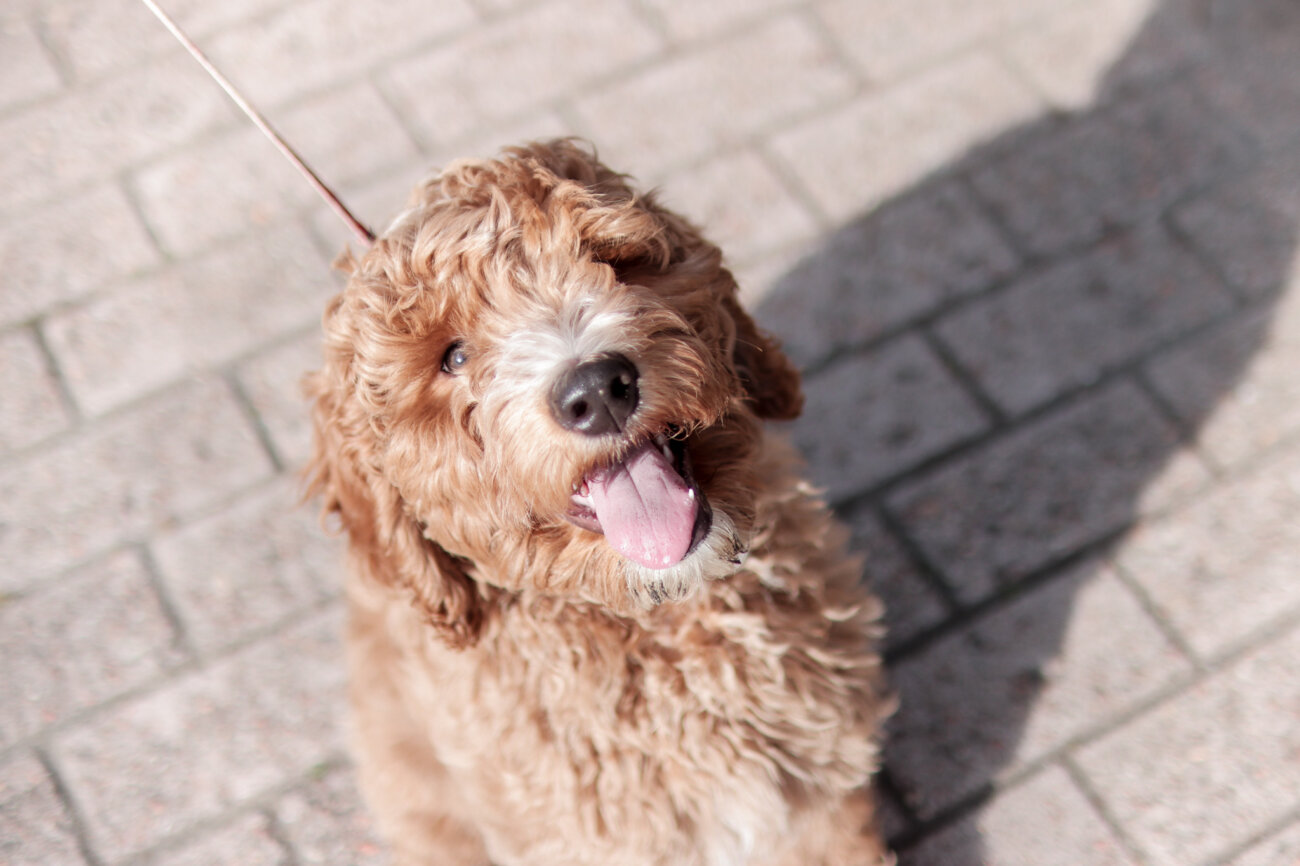 ラブラドゥードル,りなりー,TikTok