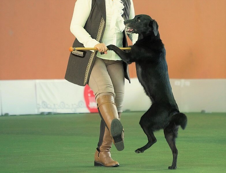 ラブラドールレトリーバー,ドッグダンス