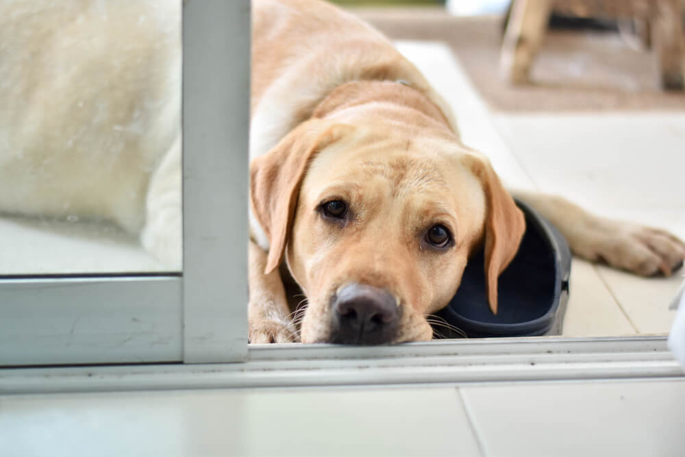 レトリーバー,シニア,イヤイヤ期