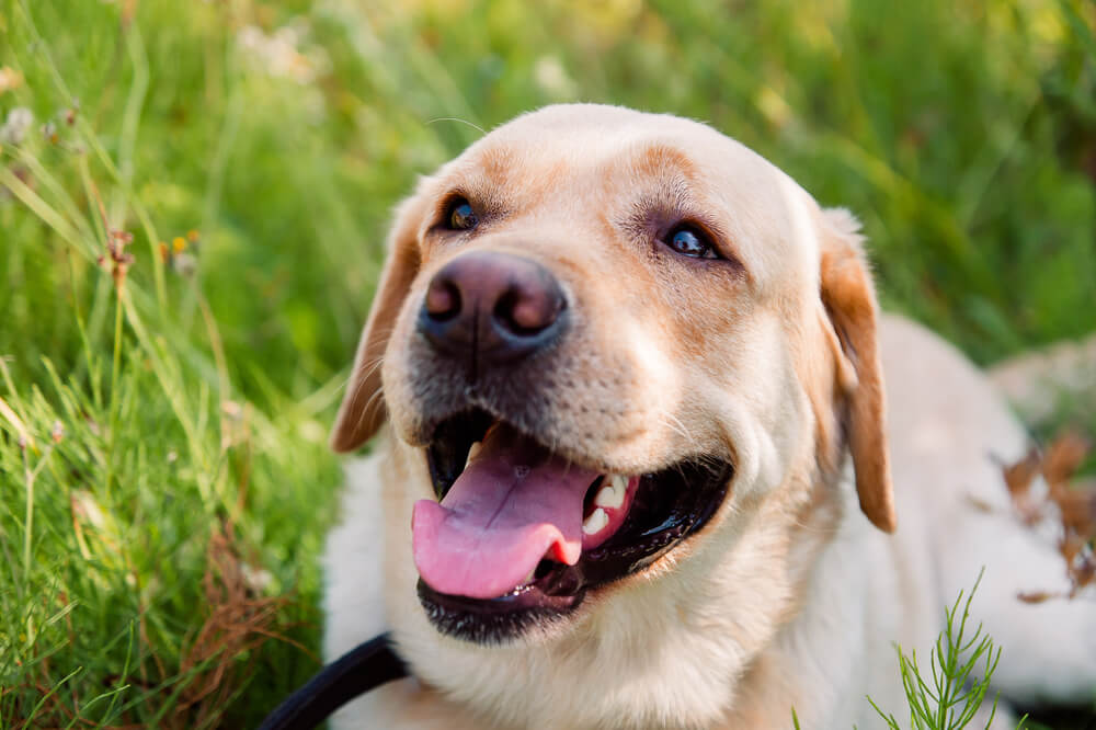 レトリーバー,グリーフケア